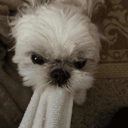 ﹕Ꮺ﹐Puppys ᰍ🐶﹒ 11