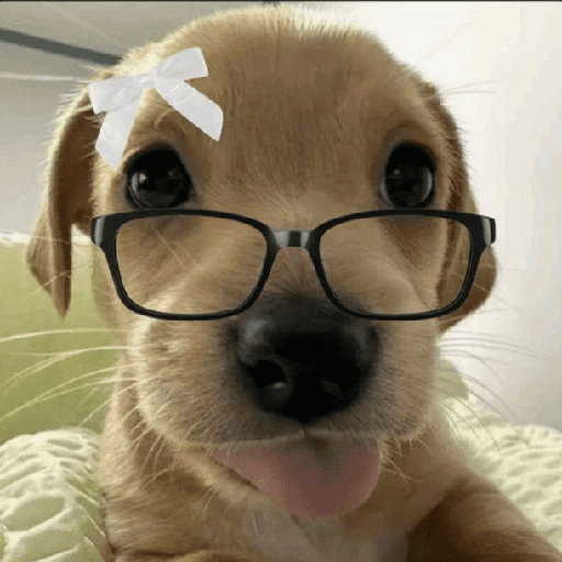 ﹕Ꮺ﹐Puppys ᰍ🐶﹒ 12