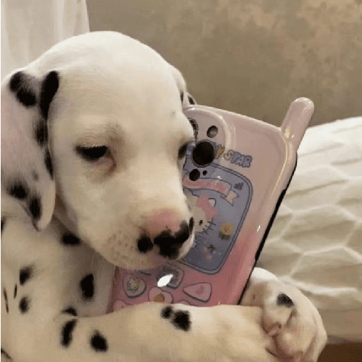 ﹕Ꮺ﹐Puppys ᰍ🐶﹒ 13