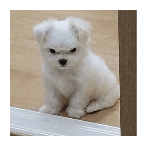﹕Ꮺ﹐Puppys ᰍ🐶﹒ 14