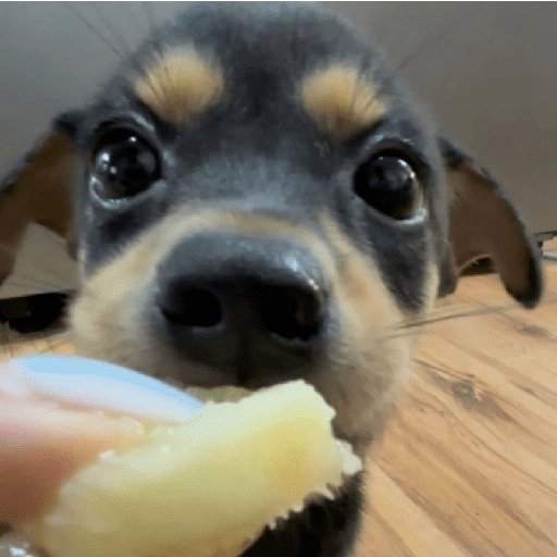 ﹕Ꮺ﹐Puppys ᰍ🐶﹒ 15