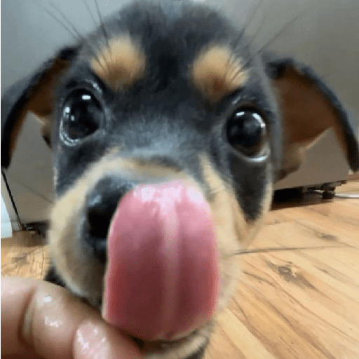 ﹕Ꮺ﹐Puppys ᰍ🐶﹒ 16