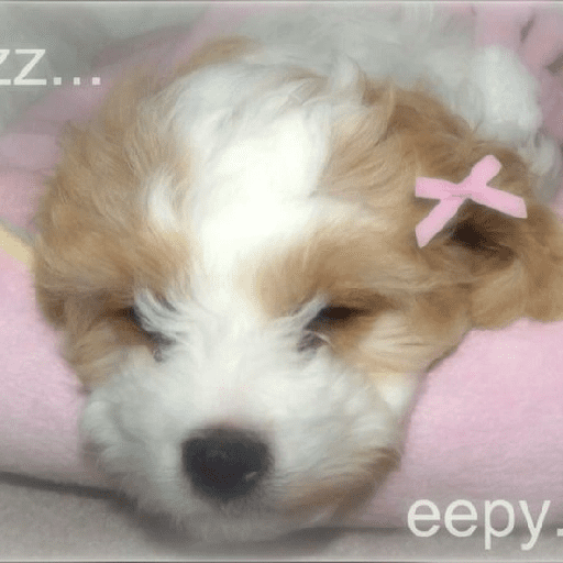 ﹕Ꮺ﹐Puppys ᰍ🐶﹒ 17