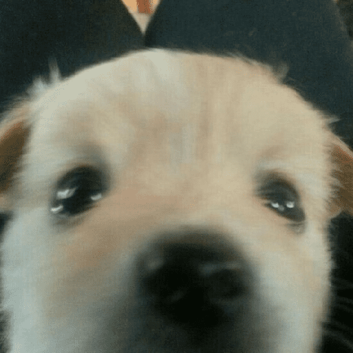 ﹕Ꮺ﹐Puppys ᰍ🐶﹒ 18