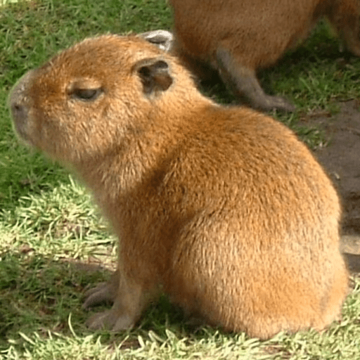 Kepibara🥰