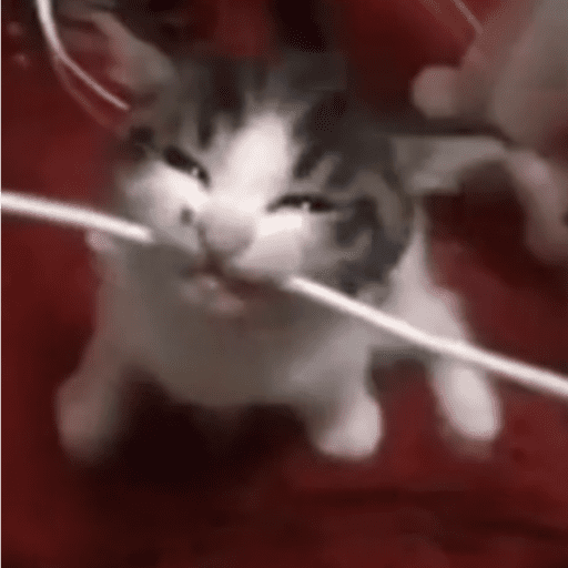 Gato muerde cable  3