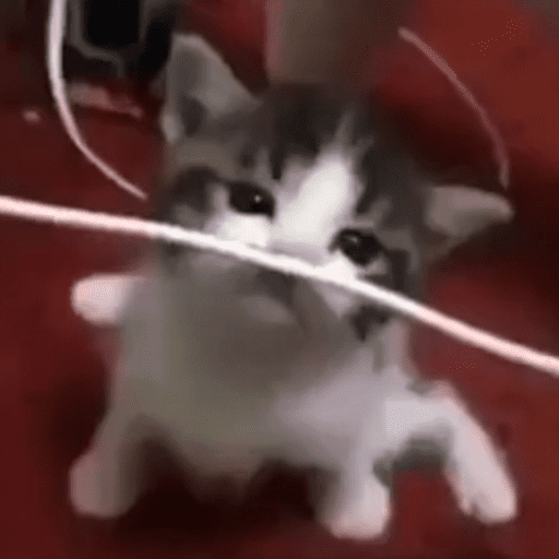 Gato muerde cable  1
