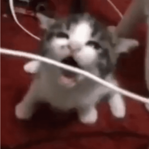 Gato muerde cable  2