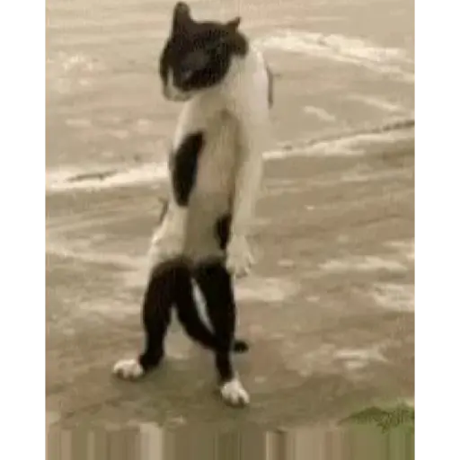 Gatos 2 23
