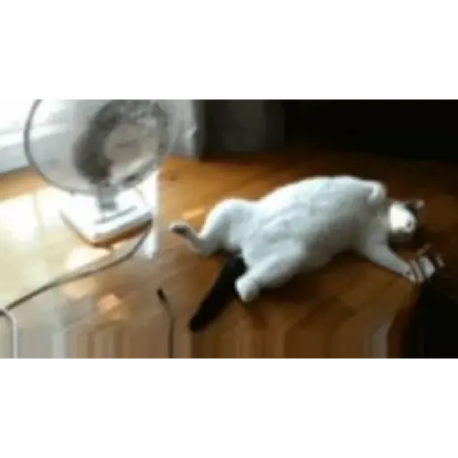 Gatos 2 12