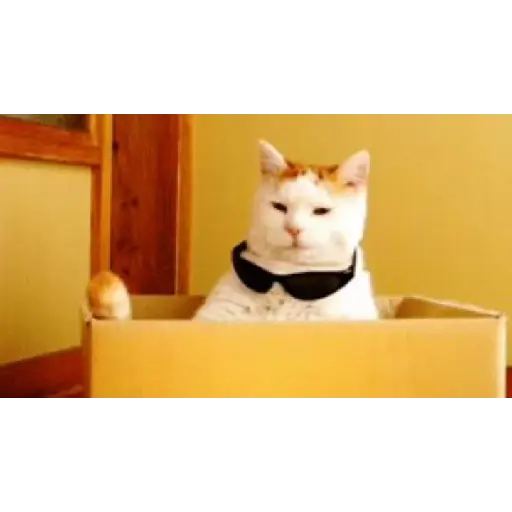 Gatos 2 14