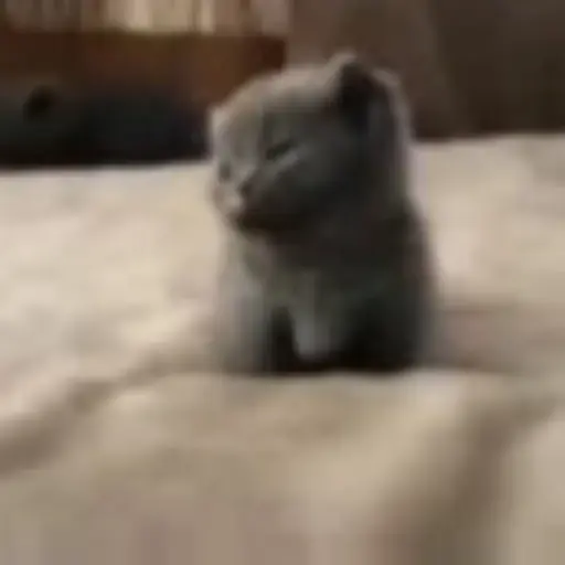 Gatos 2 6