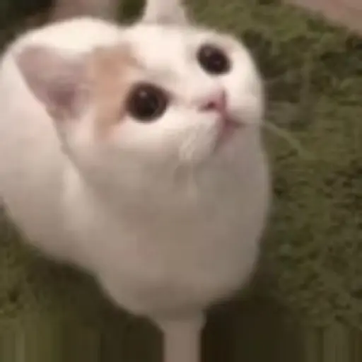 Gatos 2 13