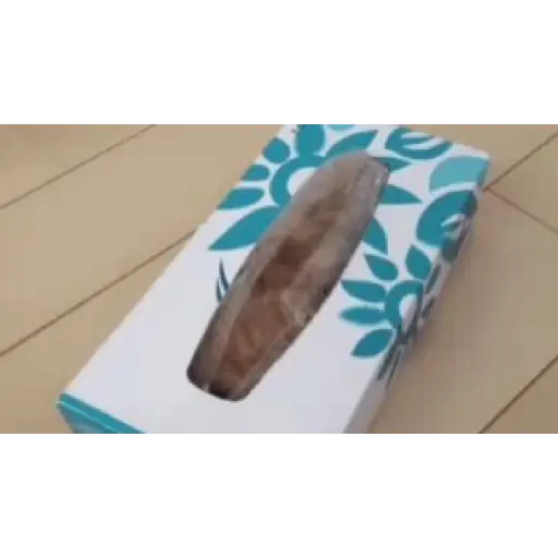 Gatos 2 17