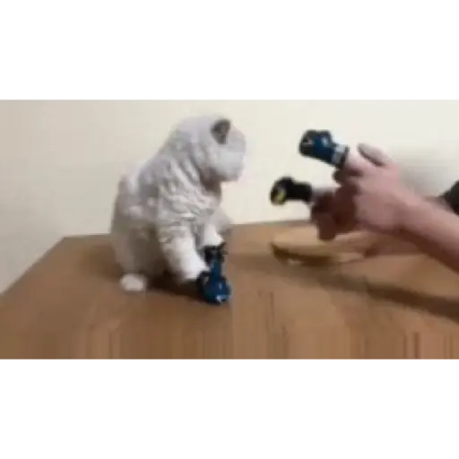 Gatos 2 24