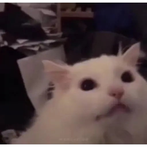 Gatos 2 8