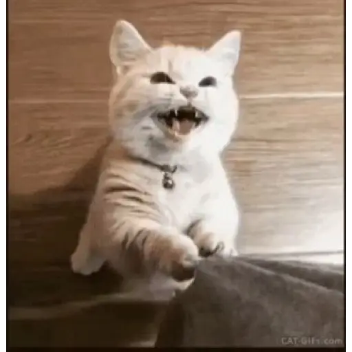 Gatos 2 9
