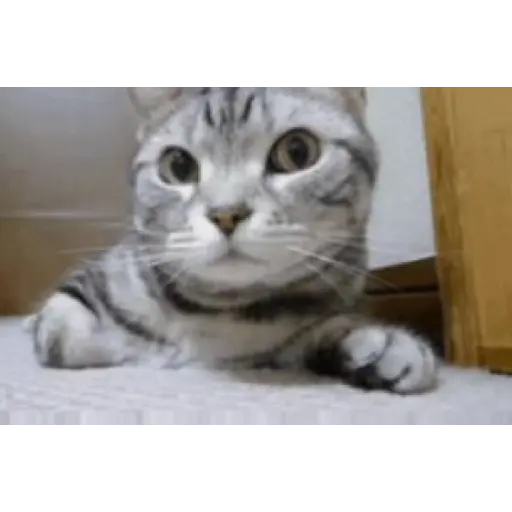 Gatos 2 4