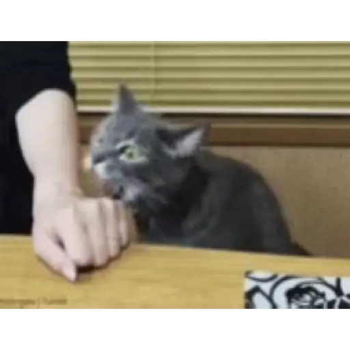 Gatos 2 19