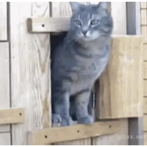 Gatos 2 5