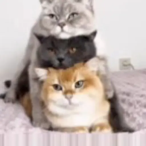 Gatos 2 7