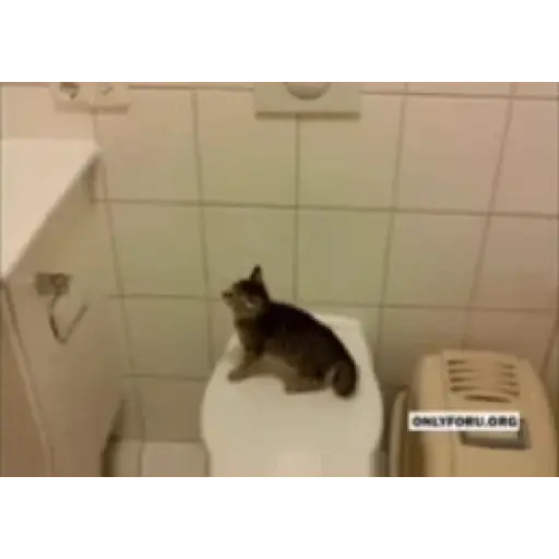 Gatos 2 18
