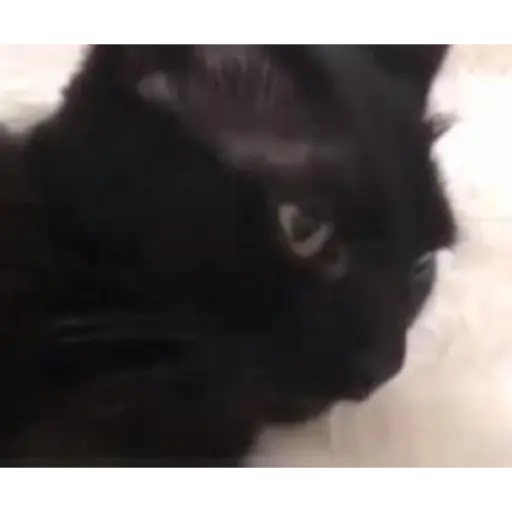 Gatos 2 16