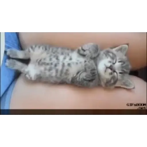 Gatos 2 3