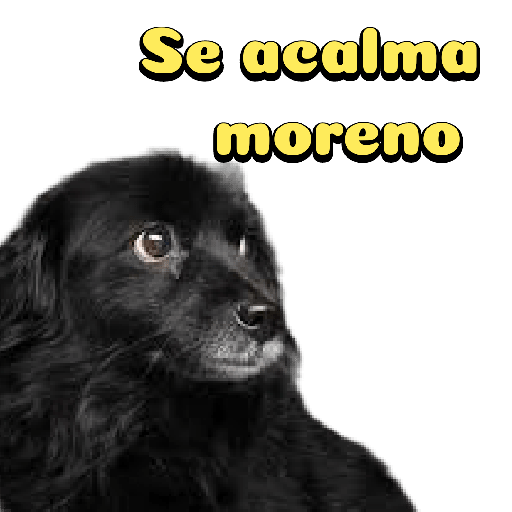 Cachorro preto 14