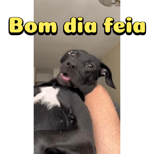 Cachorro preto 13
