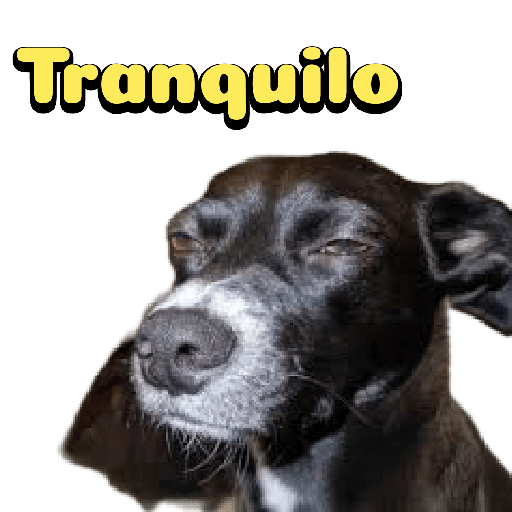 Cachorro preto 12