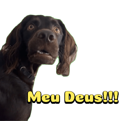 Cachorro preto 11