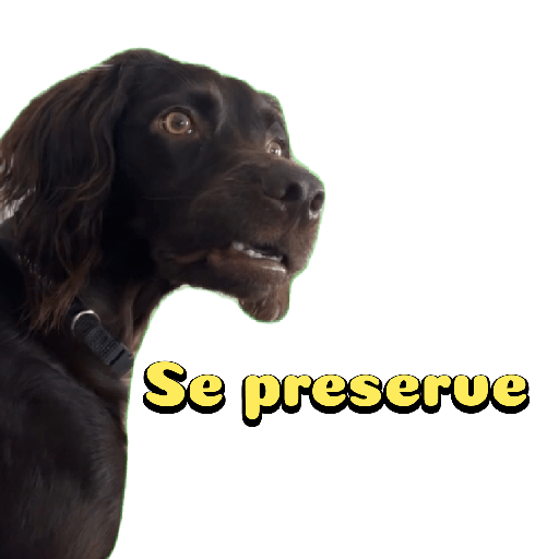 Cachorro preto 10