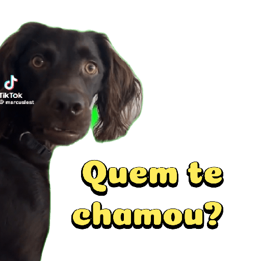 Cachorro preto 9