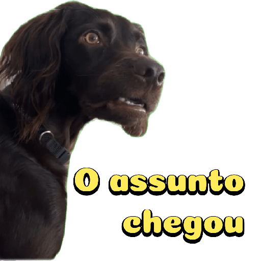 Cachorro preto 7