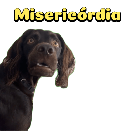 Cachorro preto 6