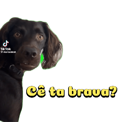 Cachorro preto 5