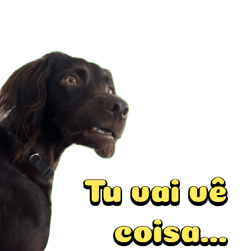 Cachorro preto 4