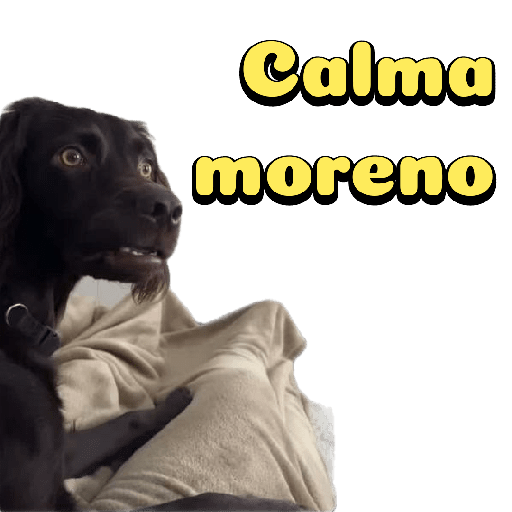 Cachorro preto 1