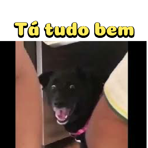 Cachorro preto 15