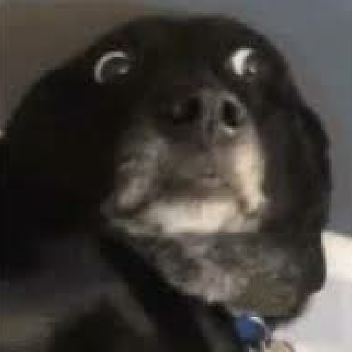 Cachorro preto 16