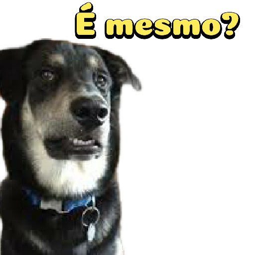 Cachorro preto 17