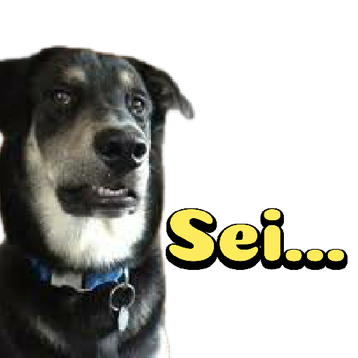 Cachorro preto 19
