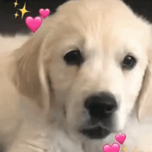 Animados De Perritus ❤️