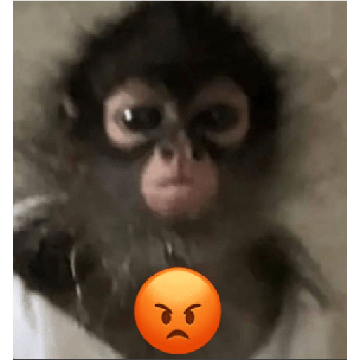 Chupelo 8