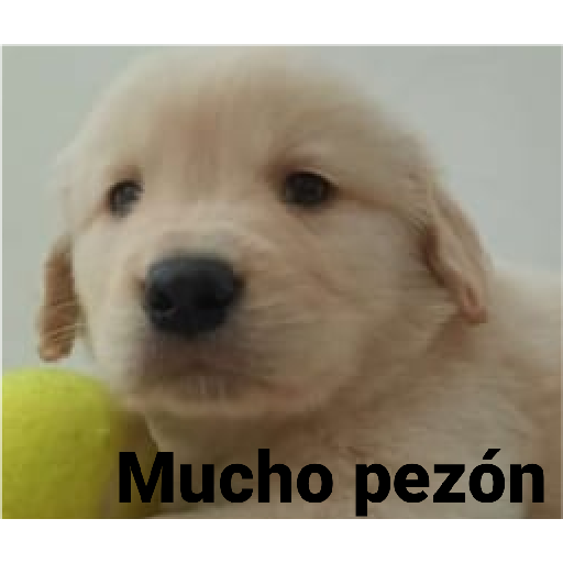 Chupelo 22