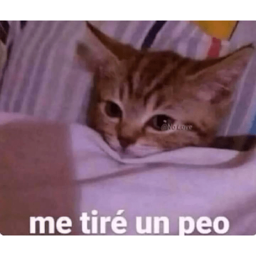 Zorro no te lo robes 4