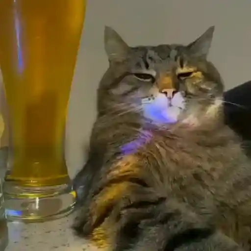 Meow 7