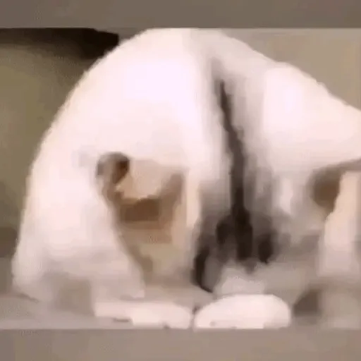 Meow 10