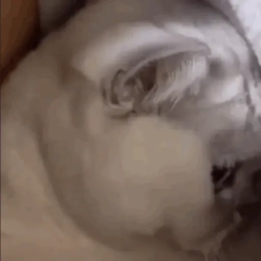 Meow 9